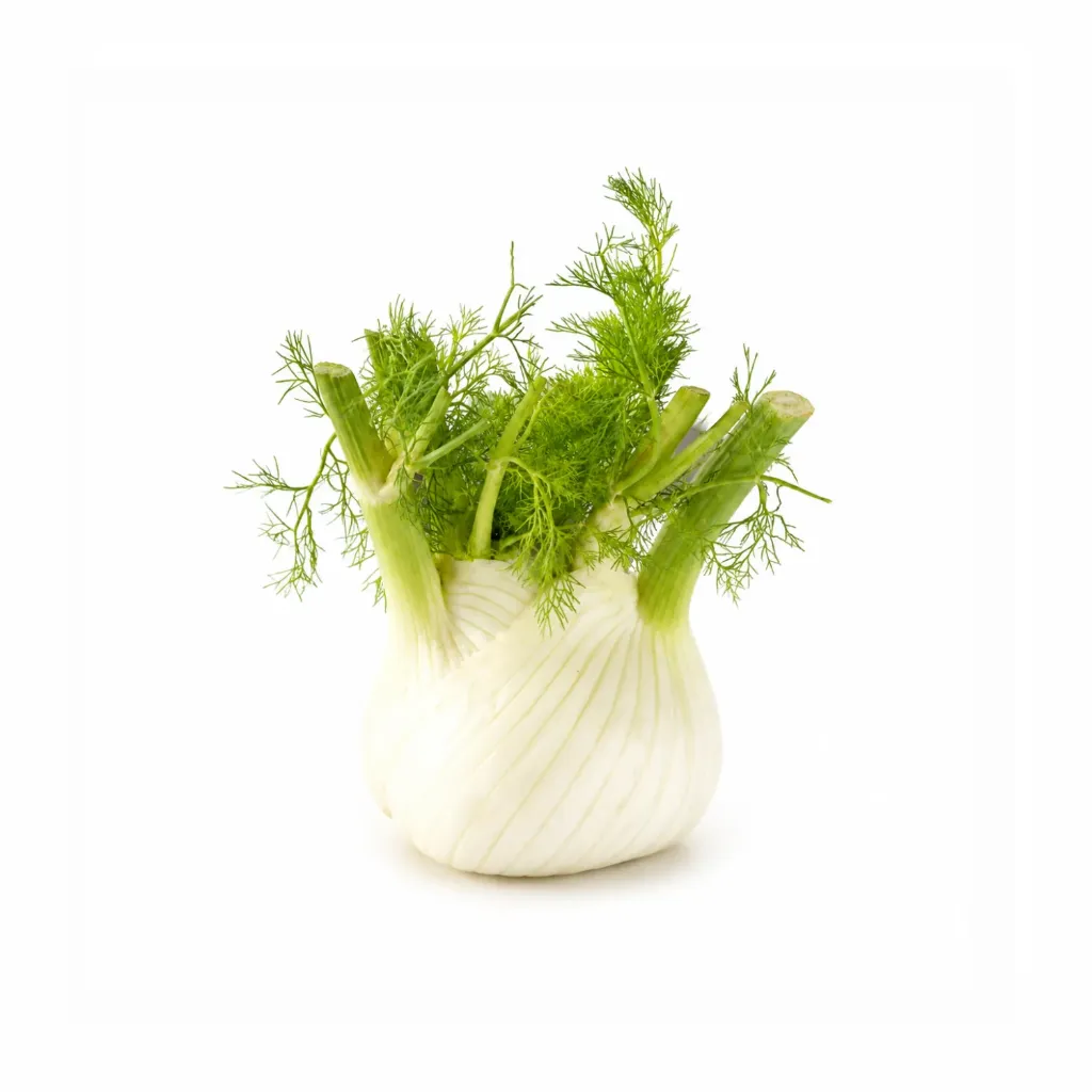 1 Fennel